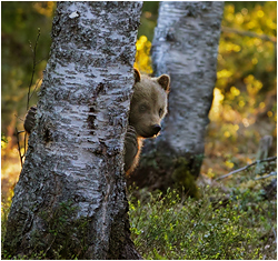 bjørn i Finland