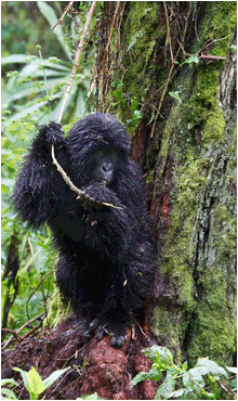 fjellgorilla i Rwanda