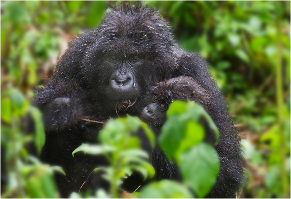 fjellgorillaer fra rwanda, naturfoto