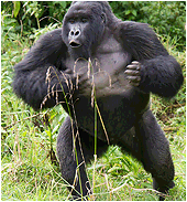 gorilla, rwanda