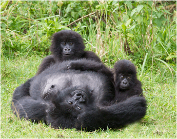 naturfoto fjellgorilla rwanda