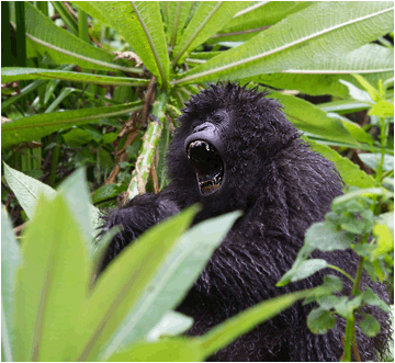 fjellgorilla i regnskogen i Rwanda
