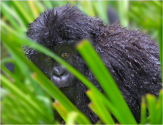 fjellgorilla, rwanda