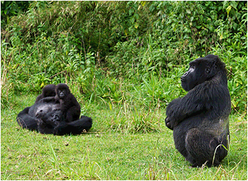 fjellgorillaer rwanda