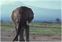 Naturbilde fra Afrika. Elefant, kilimanjaro, kenya. 