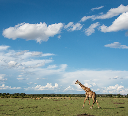 giraff masai mara kenya