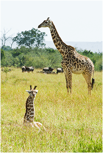 naturfoto afrika giraff