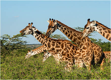 giraffer i kenya