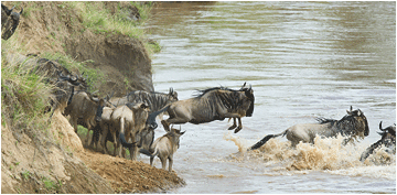 naturbilder fra afrika gnu krysser Mara elven