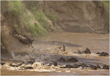 naturfoto fra afrika. gru krysser maraelven