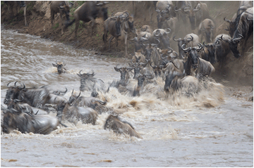 wilderbeastes crossing Mara river