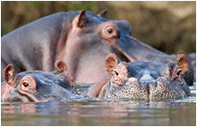 Bilder av dyr i afrika. Flodhest.