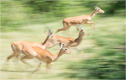 bilde av impalaer fra Kenya