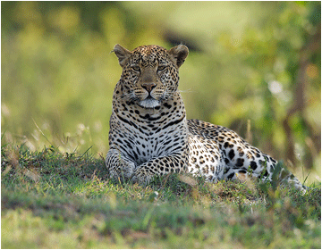 naturfoto afrika leopard