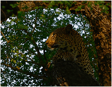 bilder av dyrene i afrika. leopard i tre.