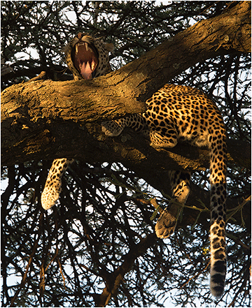 leopard fra masai mara