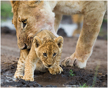 naturfoto afrika løveunge