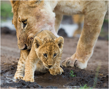 løver i Masai Mara