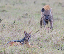 sjakal og hyene