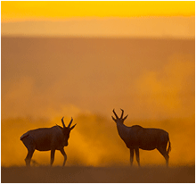 dyrene i afrika. topi i solnedgang.