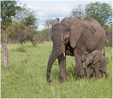 Bilder av dyrene i Afrika. Bilde av elefanter.