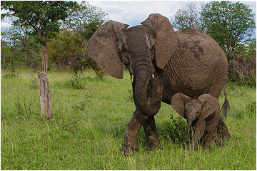 naturfoto. elefanter. sydafrika.