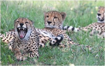 bilder av dyrene i Afrika. Bilde av jaktleopard / gepard / chita