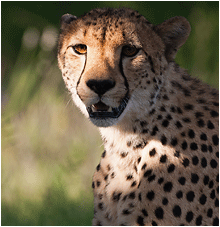naturbilder fra afrika gepard