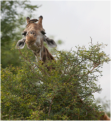 bilder av dyrene i afrika. Bilde av giraff.