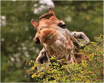 naturfoto, dyrene i Afrika, giraff