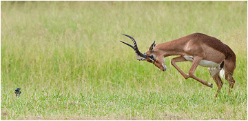 Bilder av dyrene i Afrika. Impala.