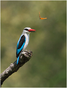 Dyrebilder fra Afrika. Isfugl, kingfisher.