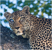bilder fra afrika. bilde av leopard med ett blindt øye.