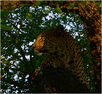 dyrefotografering, naturfoto: Leopard, Sydafrika