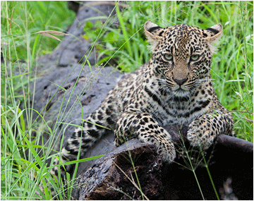 bilder fra Afrika. Dyrene i Afrika. Bilde av leopard.