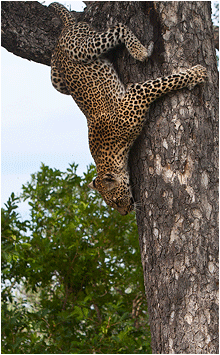 Bilder fra Afrika. Bilde av leopard i tre.