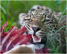 Bilder fra Afrika. Bilde av leopard.