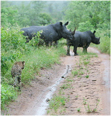 Bilder fra Afrika. Bilde av nesehorn og leopard.