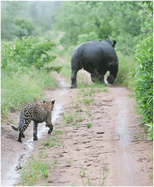 Bilder fra Afrika. Bilde av leopard og nesehorn.