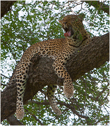 bilde av leopard, sydafrika