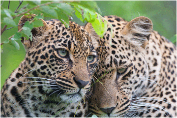 Bilder fra Afrika. Bilde av leoparder.