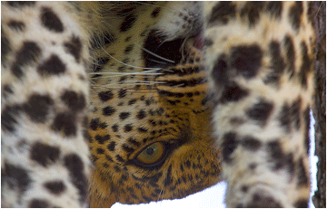 bilder fra Afrika. Leopard