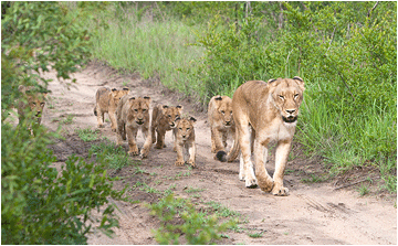 Bilder av dyrene i Afrika. Bilde av en løvefamilie.