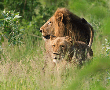 Bilder fra Afrika. Bilde av løver i Sydafrika.