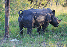 Bilde av dyr i Afrika. Nesehorn. Black rhino