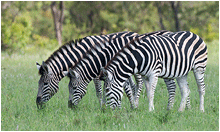 naturbilder afrika zebra
