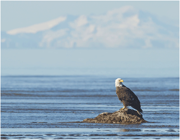 bald eagle alaska - hvithodeørn
