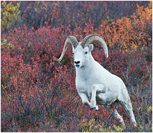 dall sheep, denali, alaska