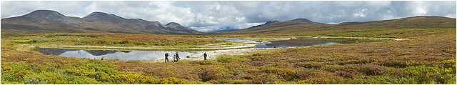 naturbilder alaska denali highway