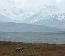 grizzly mount mc Kinley Alaska